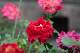 image0370