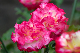 image0372