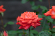image0373