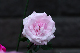 image0375
