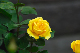image0380