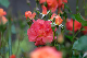 image0382