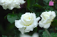 image0383