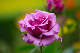 image0386