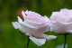 image0389