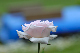 image0390