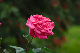 image0393