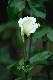image0395
