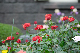 image0396