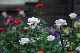 image0397