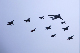 image0229