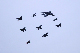 image0261