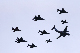 image0271