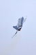 image0585