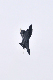 image0597