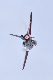image0273