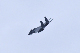 image0654