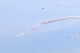 image0177