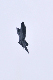 image0830