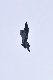 image0877