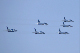 image0419