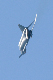 image0263