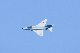 image0278