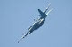 image0731