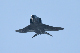 image0618
