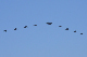 image0677