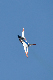 image0243