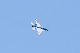 image0336