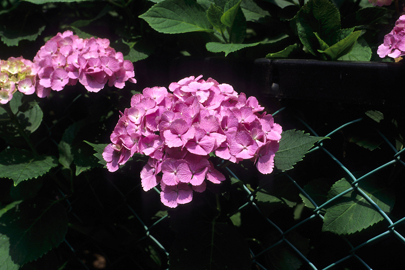 image0007