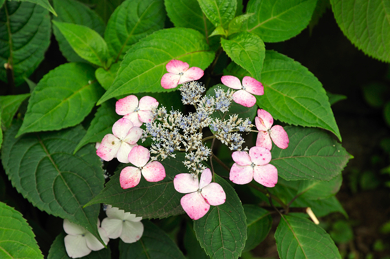 image0154