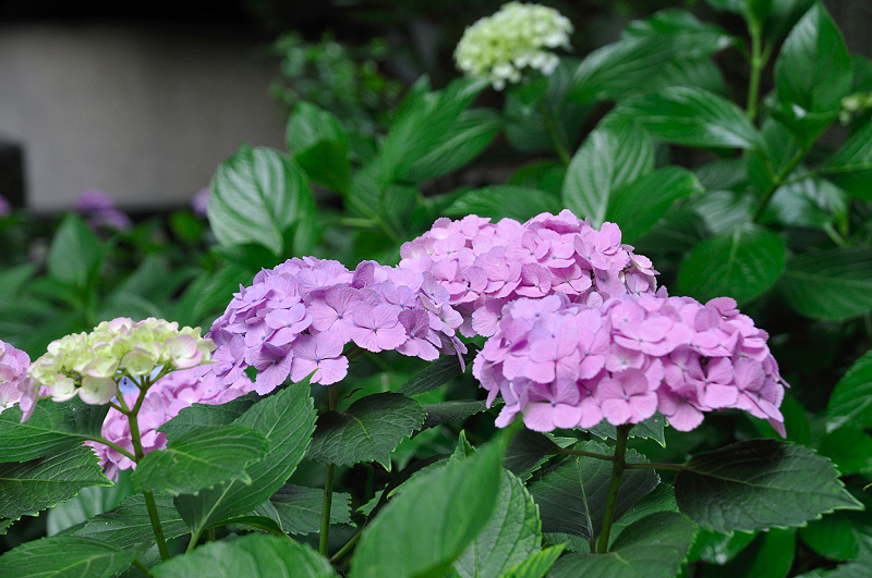 image0166