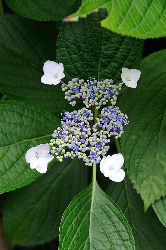 image0172