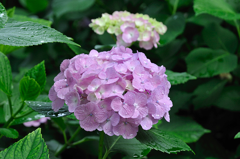 image0184