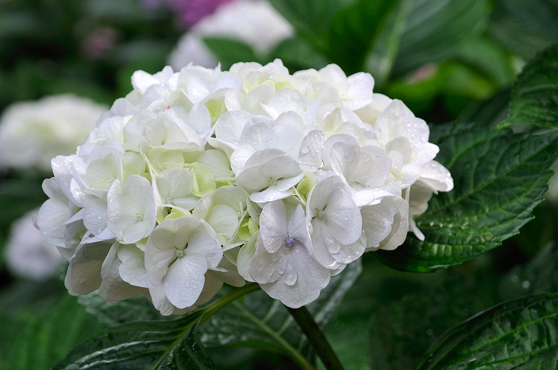 image0190