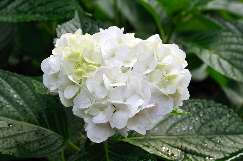 image0191