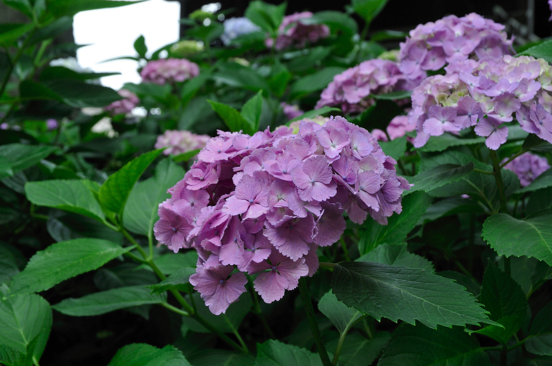 image0194