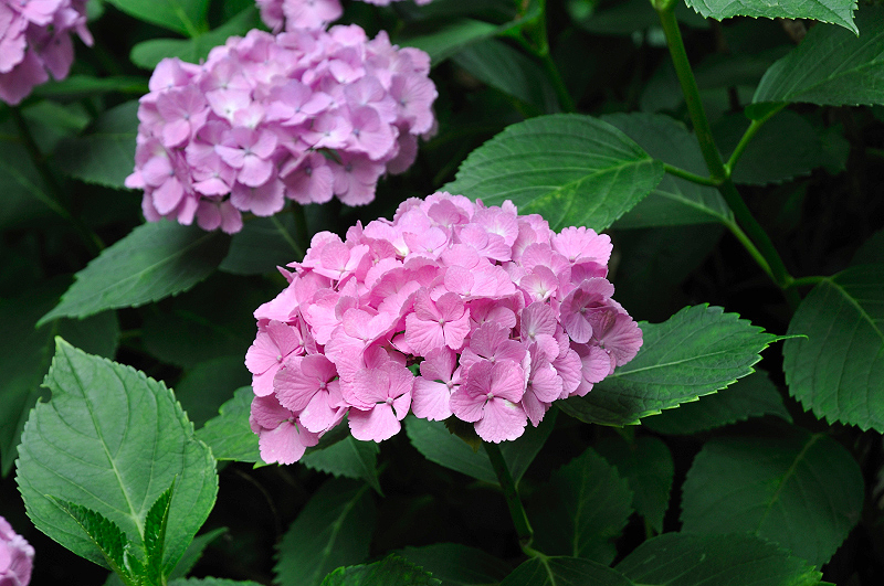 image0196