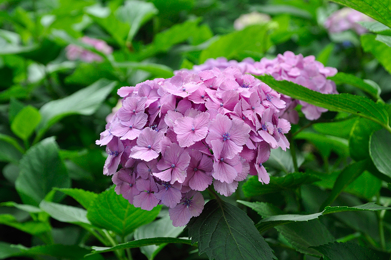 image0199