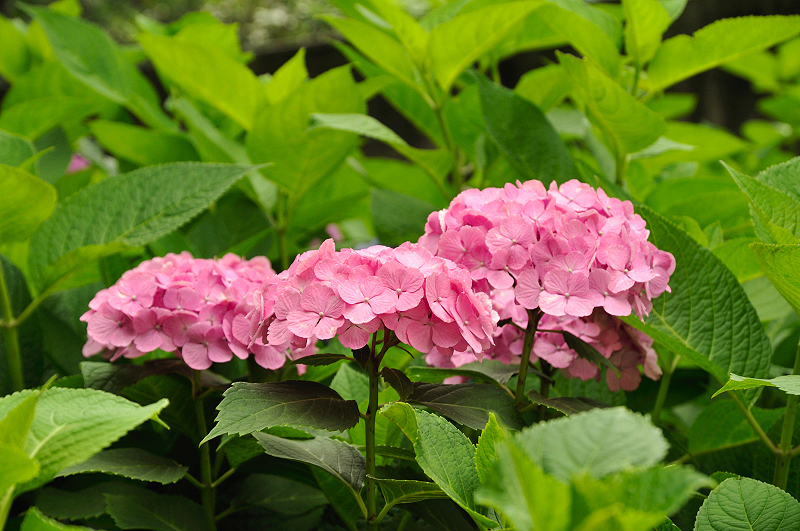 image0201
