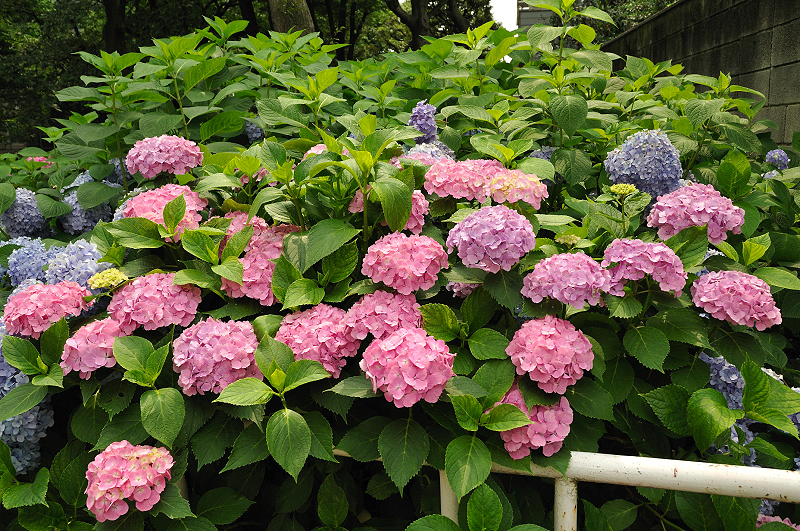 image0204