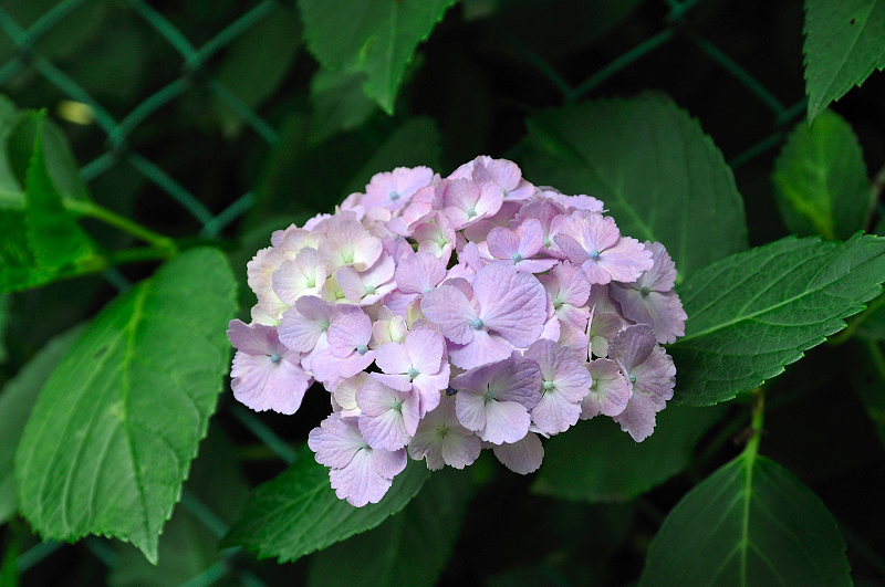image0205