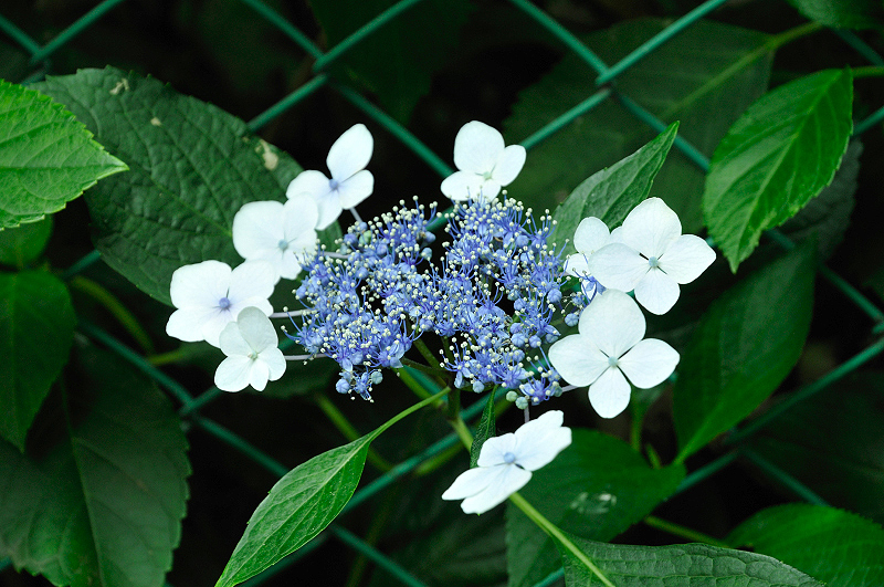 image0206