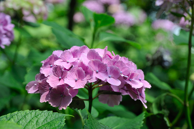 image0207