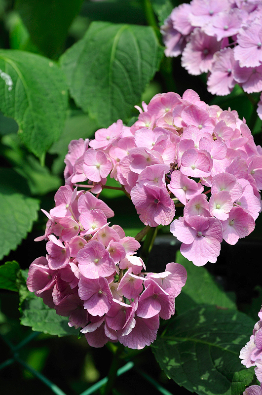 image0208