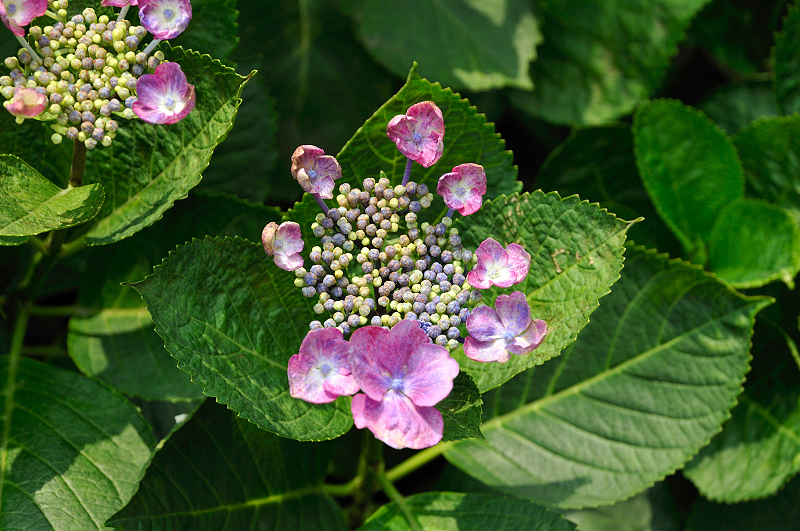 image0215
