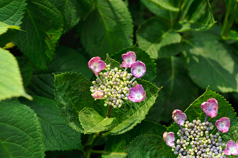 image0216